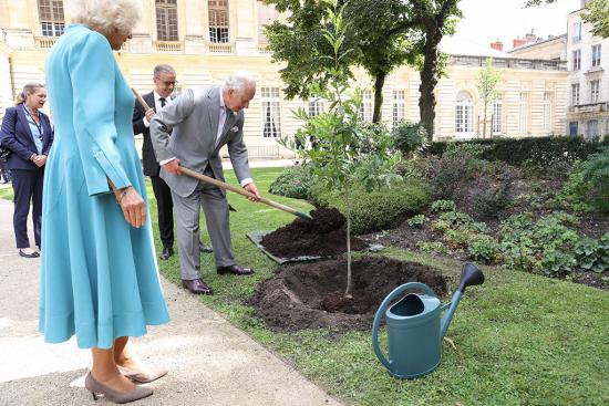Plantation d'un chêne nèfle offert par le Roi, dans le jardin de la mairie (22/09/2023)