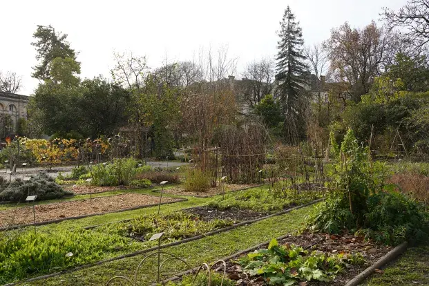 Plantes, arbustes et arbres du jardin botanique du jardin public