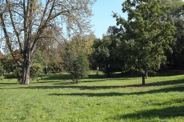 Un parc verdoyant avec des arbres, de l’herbe bien entretenue et des bancs en arrière-plan sous un ciel bleu clair.