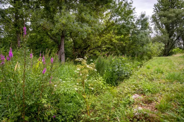 Un paysage naturel avec des arbres, des fleurs sauvages et de l'herbe.