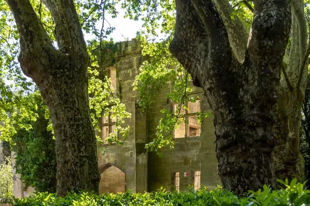 Les ruines du château dissimulées derrière des arbres