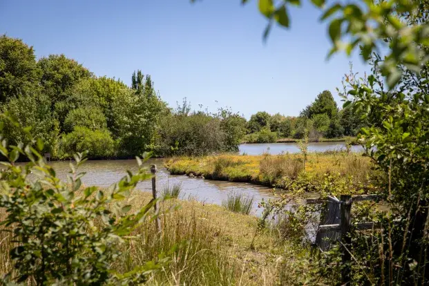 Un étang entouré de verdure sous un ciel bleu.