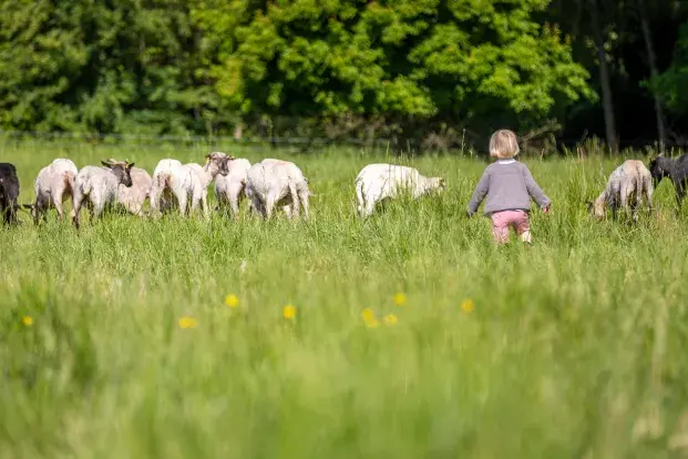 Un enfant court vers un troupeau de moutons dans un champ verdoyant.