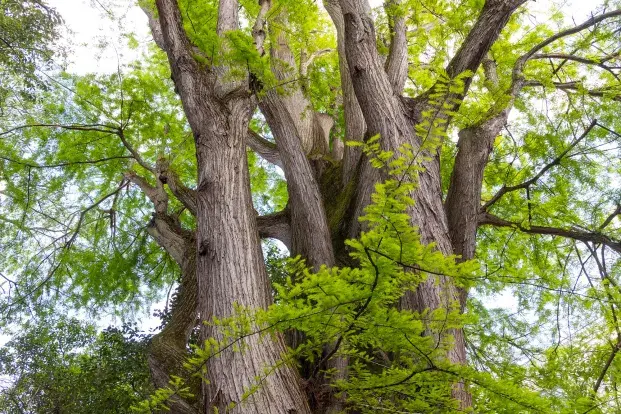 Photo : gros plan sur le tronc et quelques branches du cyprès chauve du parc Rivière (mai 2024) 
