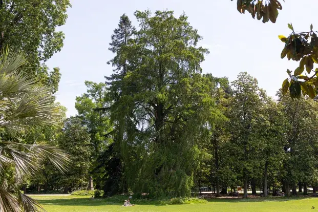 Photo de cyprès des marais du Mexique au milieu de la pelouse du jardin public