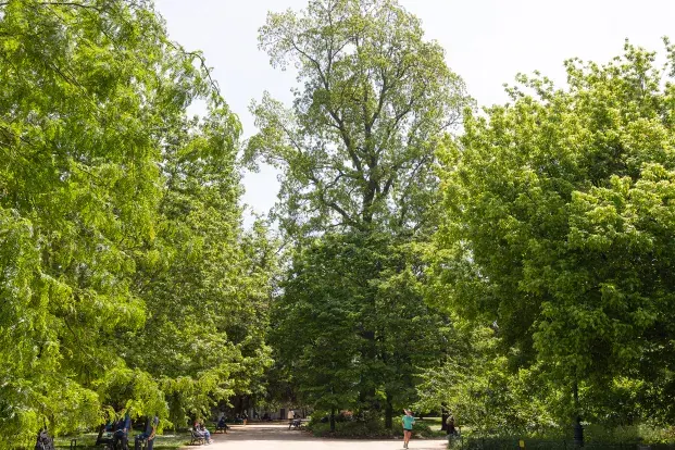 Photo des arbres et du pacanier du jardin public. On voit également des personnes assises sur des bancs, et qui courent et marchent dans les allées.