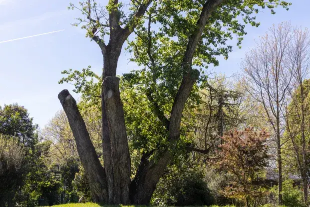 Photo du peuplier noir avec ses trois troncs dans le jardin Chante-Grillon