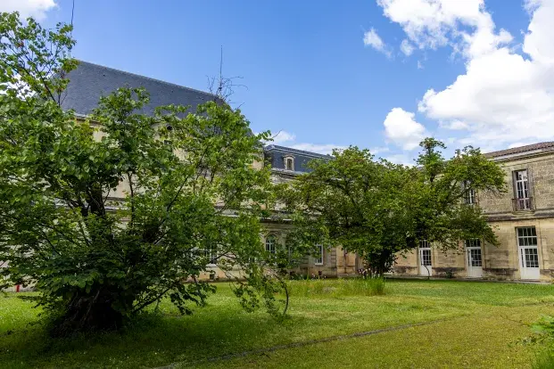 Photo des deux arbres de Judée dans le jardin de l'hôpital Charles Perrens
