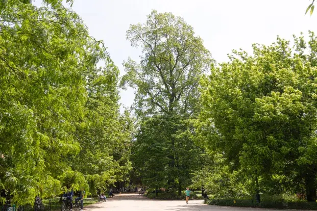 Arbre pacanier dans un parc de Bordeaux