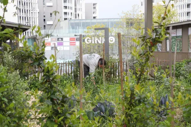 Un homme entretenant les feuillages du jardin Ginko
