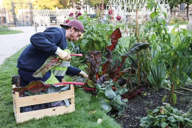 Un jardinier en train de tailler des plantes dans le jardin de la mairie