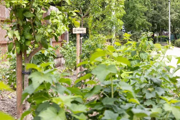 Photo des nouvelles plantations d'arbres fruitiers du parc Stéhelin.