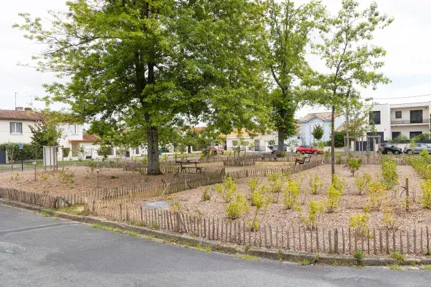 Photo de la place Julien-Fernand Vaubourgoin en juillet 2024 avec des jeunes pousses d'arbres ayant pris place.