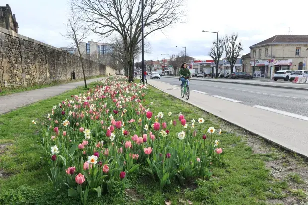 photo d'une bande cyclable, avec une cycliste, et d'un parterre de tulipes.
