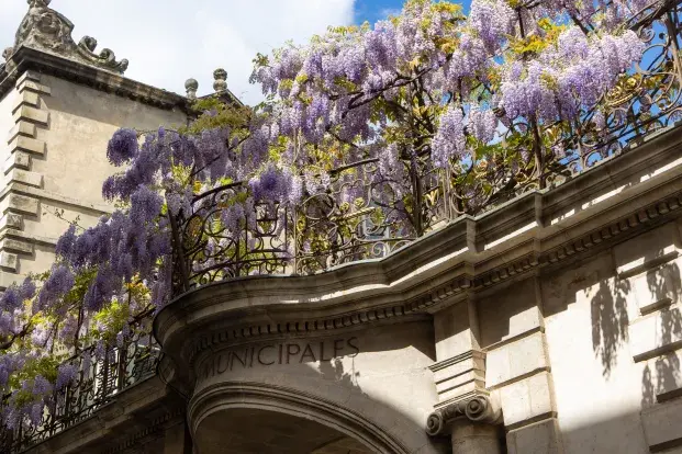 Photo de la glycine en fleur sur le fronton de l'hôtel Ragueneau