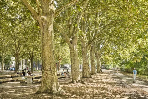 Photo d'un grand espace vert avec des arbres. Des passants et des coureurs