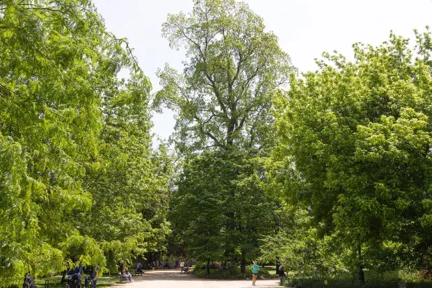 Le jardin public et ses arbres remarquables, dont ce pacanier.