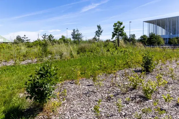 Photo de jeunes pousses bordées d'une végétation plus dense. En arrière plan on voit le Stade Matmut Atlantique et le Stadium de Bordeaux-Lac (vélodrome)