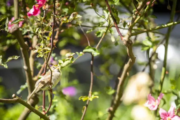 Photo d'un oiseau sur une branche d'une plante