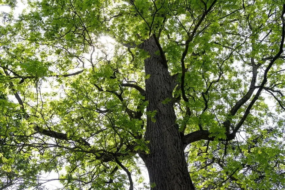 Photo de la cime du pacanier du jardin public (mai 2024)