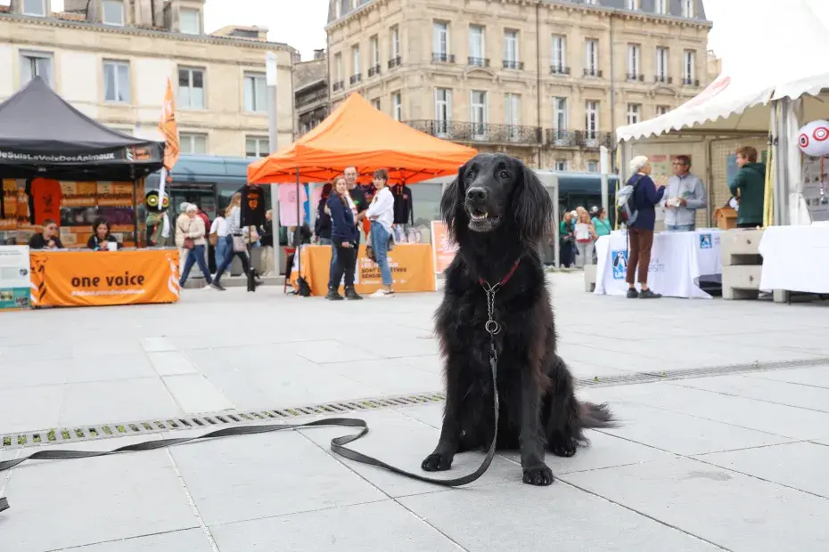 chien noir dans la rue