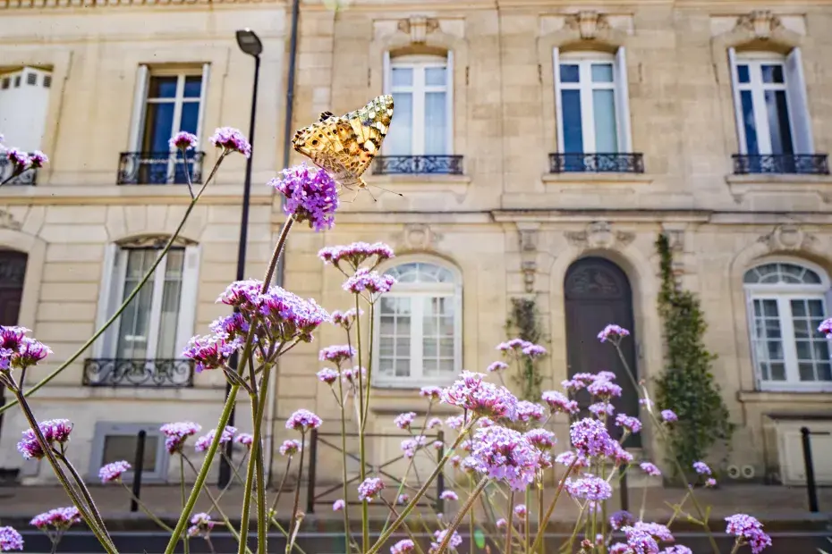 Un papillon jeune qui vole sur des fleurs devant des maisons