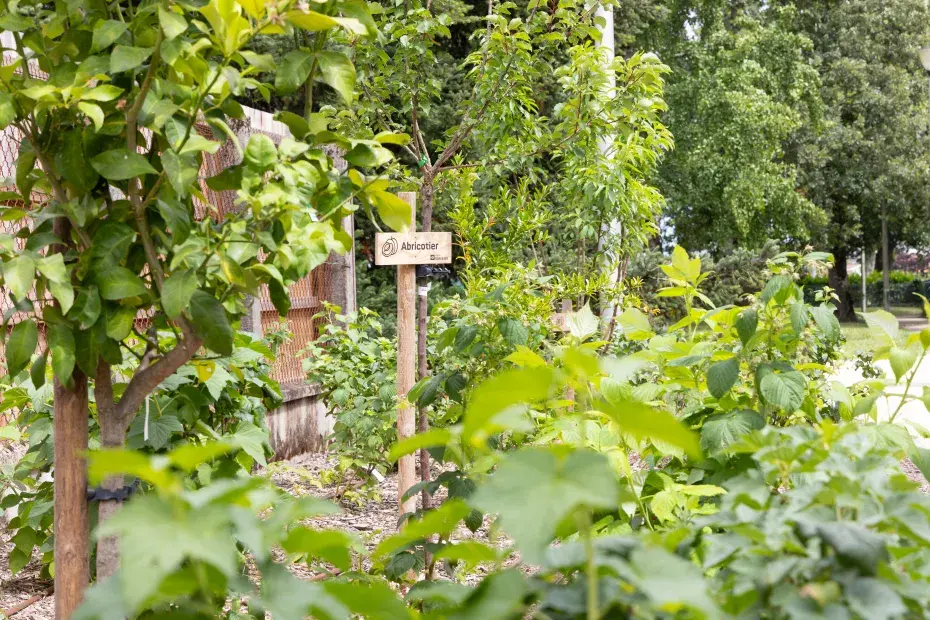 Photo : La Ville intègre des arbres fruitiers dans la ville dès que c’est possible, comme ici à Caudéran. © T. Sanson / Ville de Bordeaux