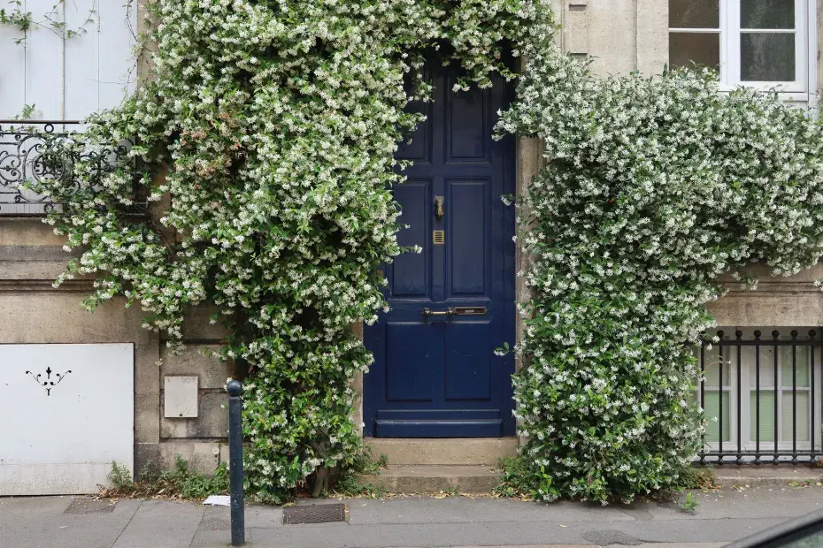 Photo d'une façade d'une échoppe végétalisée dans Bordeaux