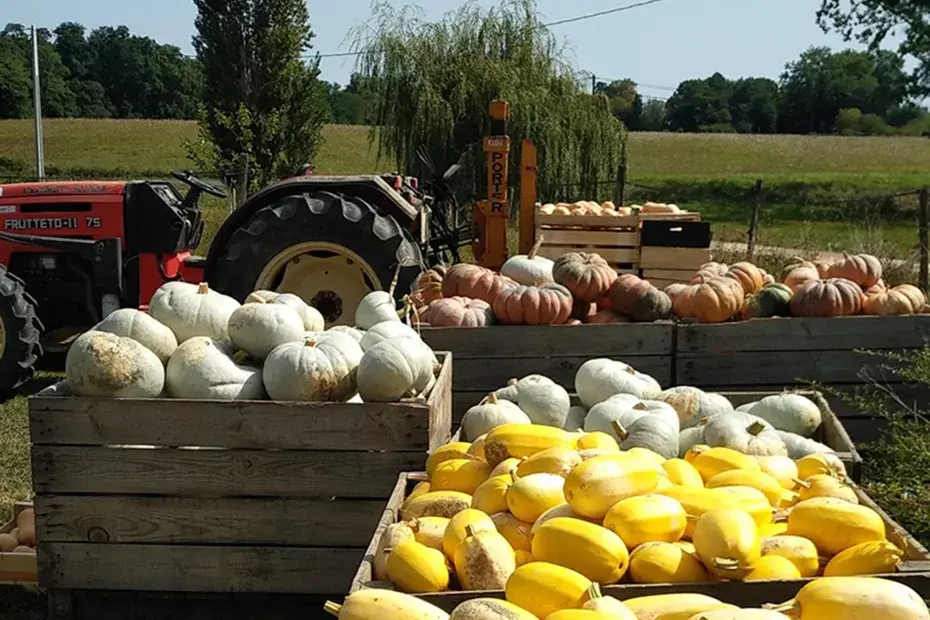Photo de cagettes remplies de citrouilles de différentes variétés avec un tracteur dans le fond