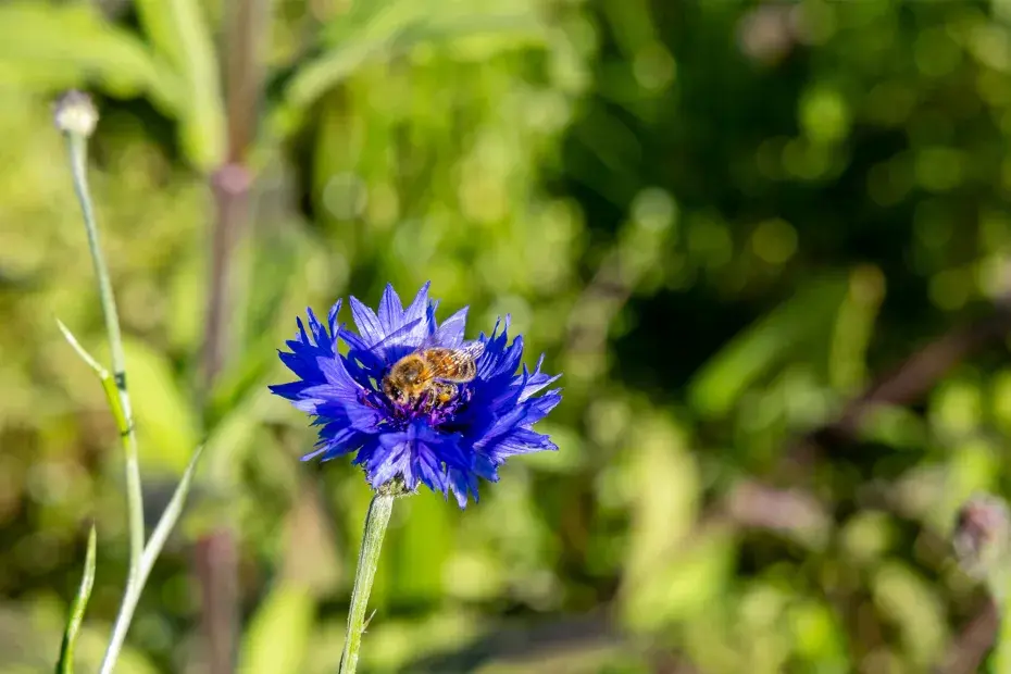 Photo d'un abeille qui butine sur un bleuet