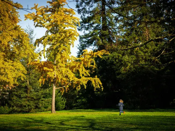 Un enfant court sur l’herbe sous un arbre aux feuilles dorées, dans un parc ensoleillé.