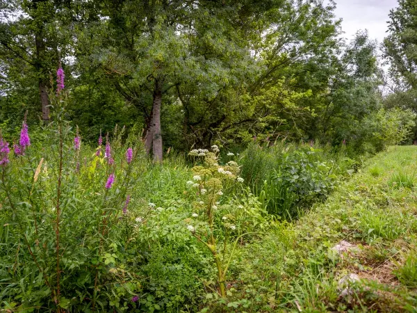 Un paysage naturel avec des arbres, des fleurs sauvages et de l'herbe.
