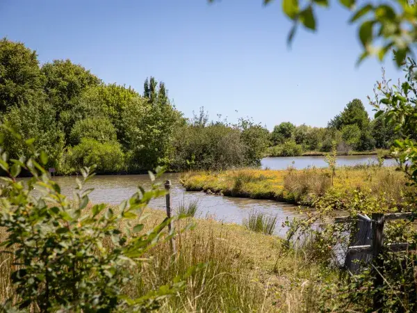 Un étang entouré de verdure sous un ciel bleu.
