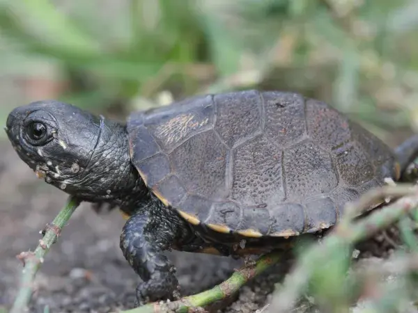 Une jeune tortue noire aux détails bien visibles sur sa carapace et sa peau.