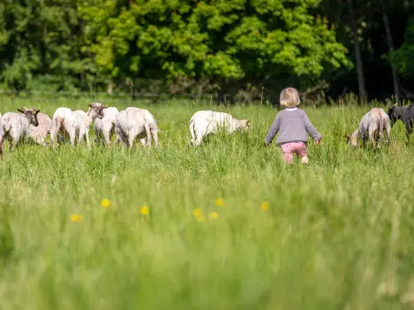 Un enfant court vers un troupeau de moutons dans un champ verdoyant.