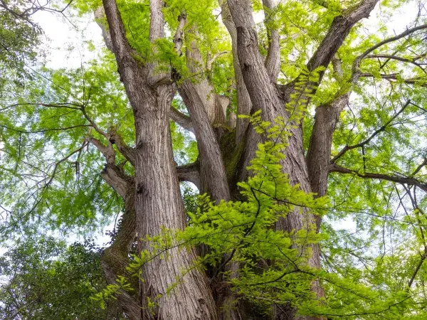 Photo : gros plan sur le tronc et quelques branches du cyprès chauve du parc Rivière (mai 2024) 