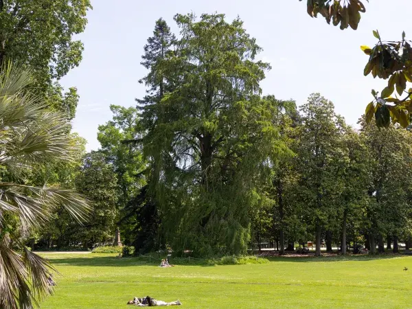 Photo de cyprès des marais du Mexique au milieu de la pelouse du jardin public