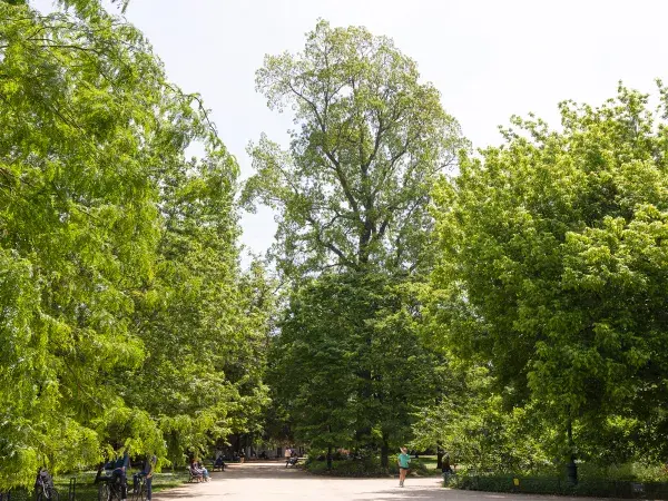 Photo des arbres et du pacanier du jardin public. On voit également des personnes assises sur des bancs, et qui courent et marchent dans les allées.