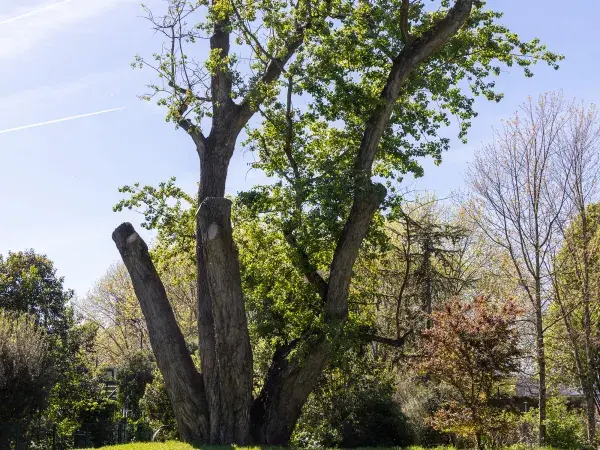 Photo du peuplier noir avec ses trois troncs dans le jardin Chante-Grillon