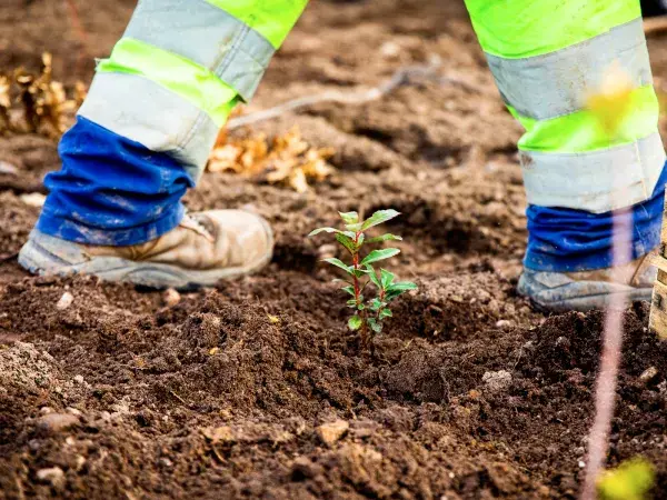Des pins, ormes et chênes ont été mis en terre.