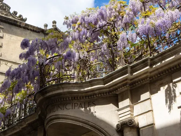 Photo de la glycine en fleur sur le fronton de l'hôtel Ragueneau