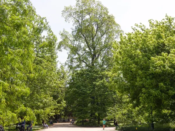 Le jardin public et ses arbres remarquables, dont ce pacanier.