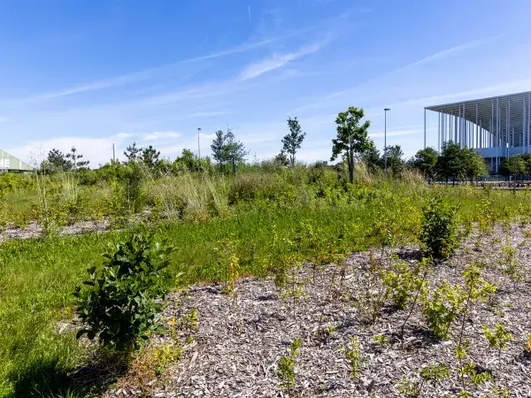 Photo de jeunes pousses bordées d'une végétation plus dense. En arrière plan on voit le Stade Matmut Atlantique et le Stadium de Bordeaux-Lac (vélodrome)