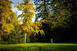 Un enfant court sur l’herbe sous un arbre aux feuilles dorées, dans un parc ensoleillé.