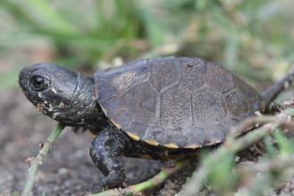 Une jeune tortue noire aux détails bien visibles sur sa carapace et sa peau.