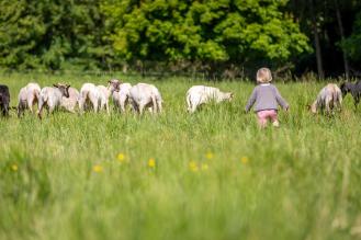 Un enfant court vers un troupeau de moutons dans un champ verdoyant.