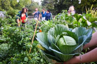 potager en ville Bordeaux