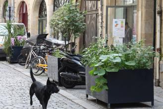 Un chien qui se promène dans la rue Bouquière végétalisée