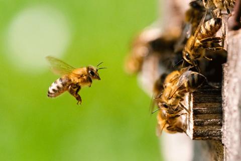 Photo : © Adobe Stock