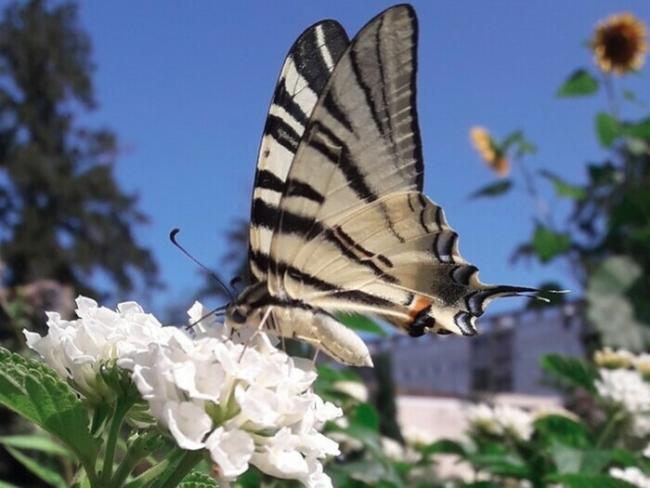 Photo :  © Maison du jardinier et de la nature en ville